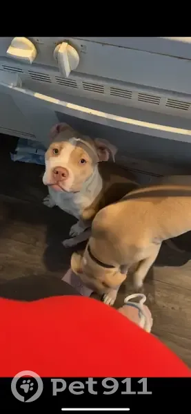 Lost Собака, Male, Chicago, Illinois - Light brown and white - photo