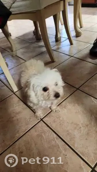Lost Собака, Female, Myrtle Street, 806, Elizabeth - white, small poodle/shi-tzu - photo