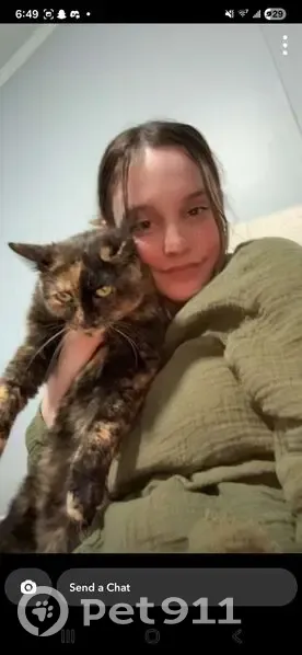 Lost Кошка, Female, Mission Trail, 254, Brooklyn - tortoise shell with split face - photo