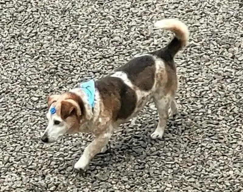 Cachorro perdido Macho (brl002472) - photo