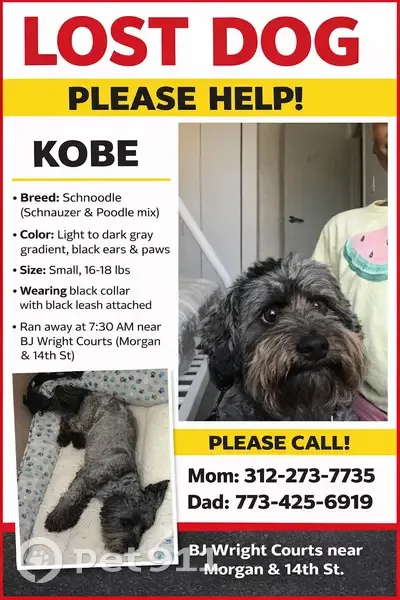 Lost Собака Male, West 14th Street, 1055-1061, Chicago - grey gradient fur - photo