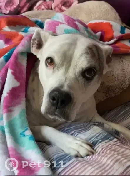 Lost Собака, Female, East Main Street, 636, Norristown - white left black patch on eye - photo