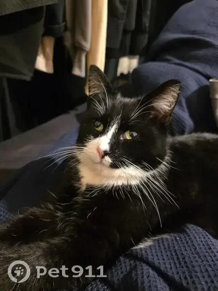 Lost Tuxedo Cat: Pink Collar, Anxious - photo