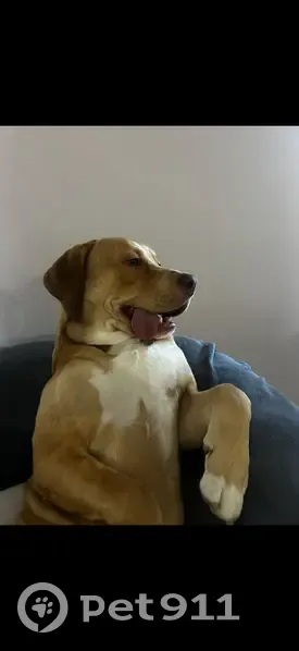 Lost Golden Dog: Warton Rd, Gosnells - photo