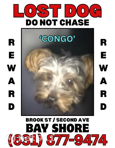 Lost Собака, 2nd Avenue, Bay Shore - black short fur, name Congo - photo