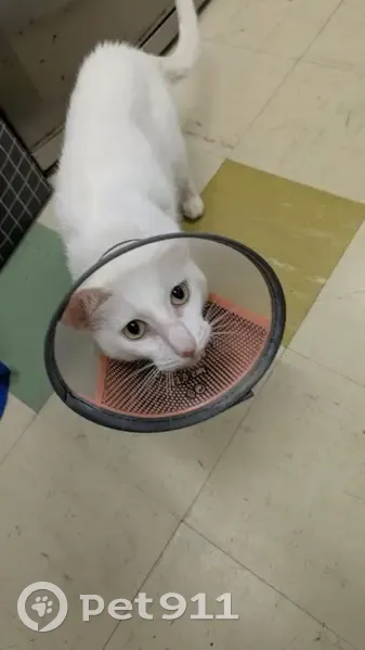 Help Find Frankie: Shy White Cat Lost - photo