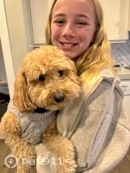 Lost Собака, Female, West 1360 South, 1072, Orem - toy golden doodle - photo