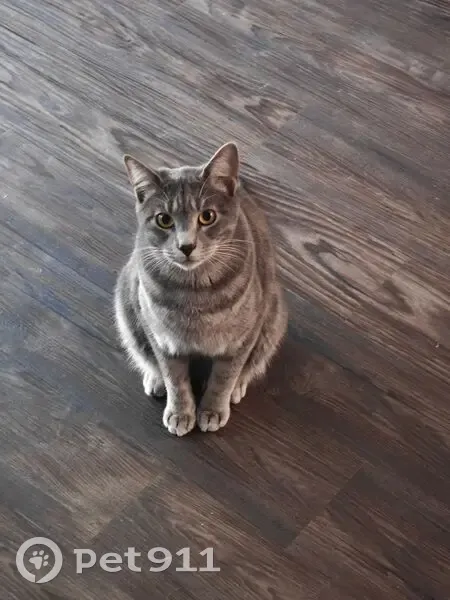 Lost Кошка, Plaza Via, 6648, Irving - Gray tabby with raccoon tail - photo