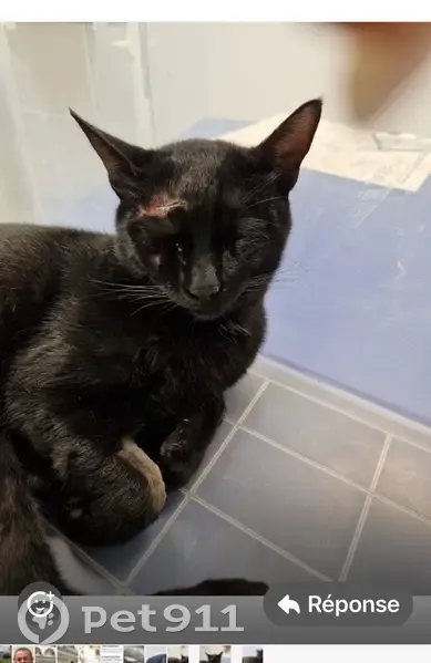 Chat trouvé Garçon (ff586588) - photo