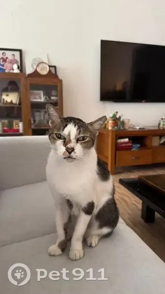 Lost Cat: White with Grey/Black Spots - photo