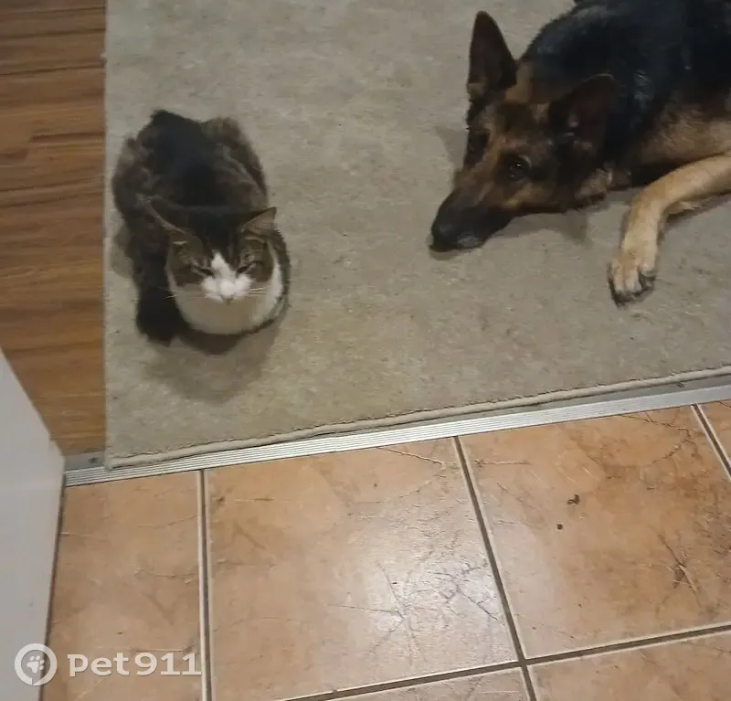 Lost Кошка, Male, Main Street Southeast, 317, Albany, Portland - multicolored and medium haired - photo