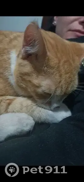 Lost Red Cat in Playford - Friendly & Unique - photo