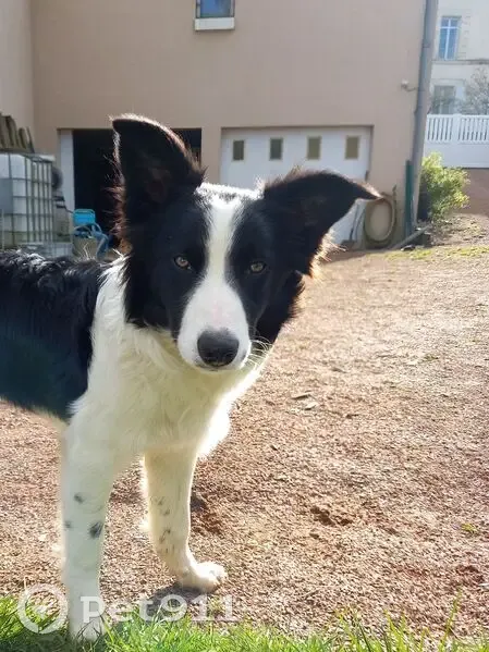 Perdu chien femelle, Bazoges-en-Pareds, Paris - taches noires sur pattes - photo