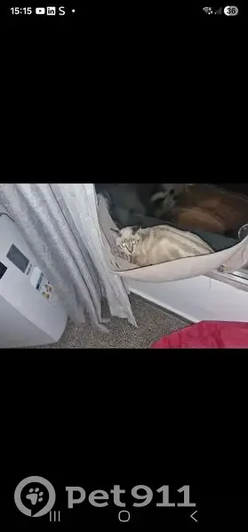 Gato Perdido: Azul y Marrón en Almenara - photo