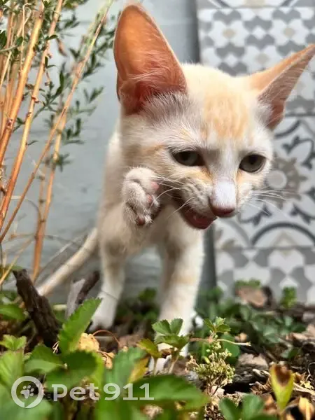 Missing: Playful Cream-Ginger Kitten - photo