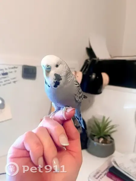 Lost Grey Bird: Shy Dancer in Wanneroo - photo