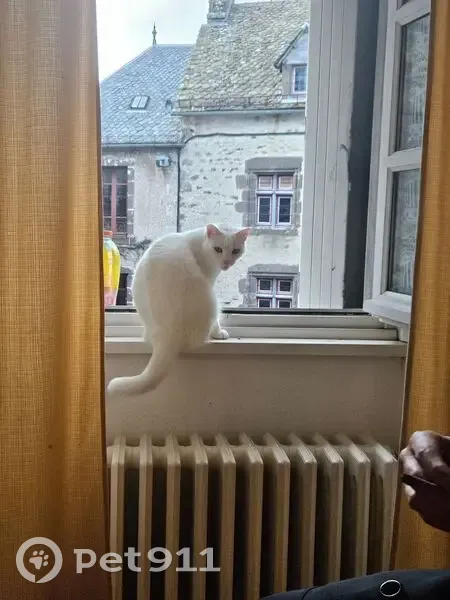Perdu chat femelle, Salers, Toulouse - blanche à poil court - photo