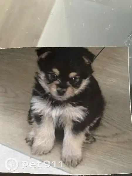 Perra Perdida en Esplugues: Negra y Marrón - photo