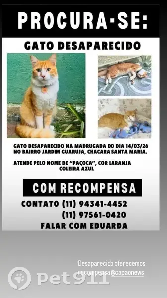 Gato desaparecido - photo