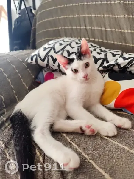 Gato perdido: Blanco y negro en El Vendrell - photo