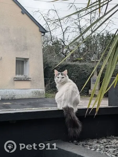 Perdu chat femelle, Rue du Guesclin, 24, Thorigné-Fouillard - blanche avec queue marron - photo