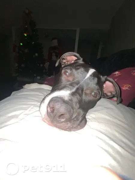 Lost Собака, Hensley, Arkansas - black and white 6 month pit - photo