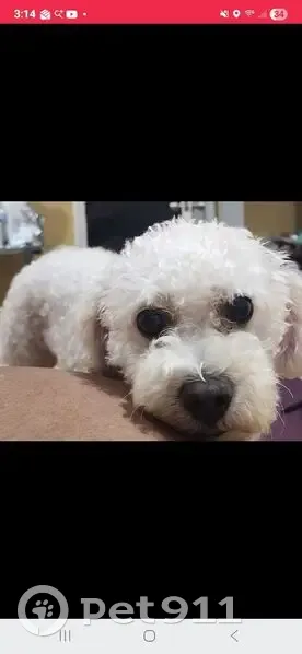 Lost Собака, Wildwood Street, Oak Park - white and champagne colored cockapoo - photo