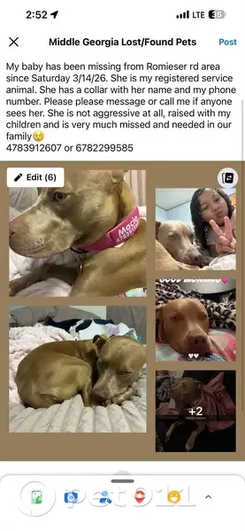 Lost Собака Female, Chambers Road, 4850, Macon - photo