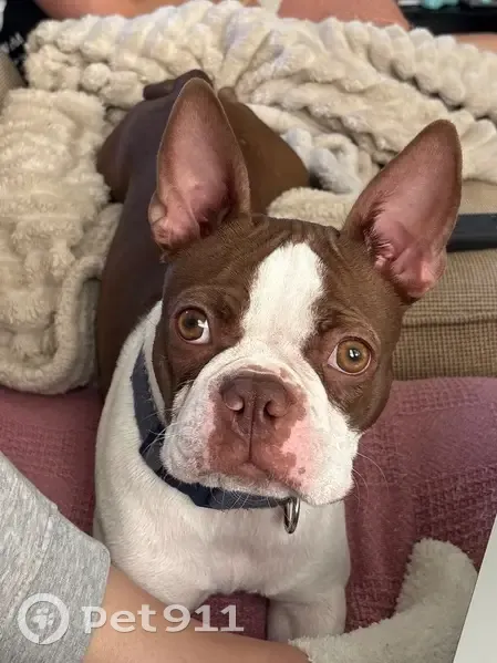 Lost Собака, Female, Natchez Trace, 1906, Nashville, Gastonia - Boston Terrier - photo