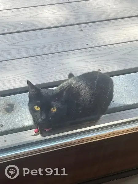 Lost Кошка, Female, South Road, 692, Kingston - Luna, Black with white hairs - photo