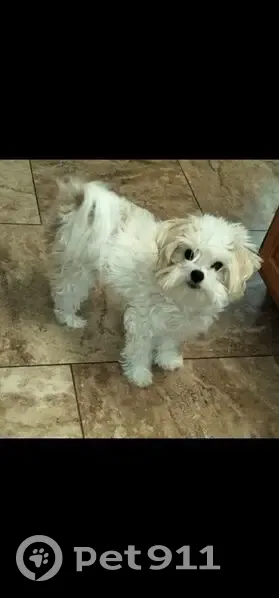 Lost Собака, South 48th Street, 14435, Phoenix - 15 years old, partially blind and deaf - photo