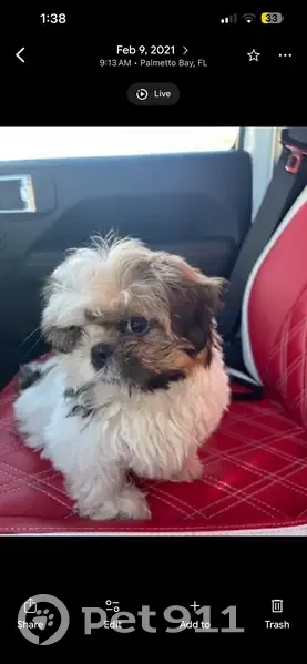 Lost Собака, Male, West 51st Place, 871, Hialeah - 7 year unaltered - photo