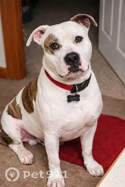 Lost Male Dog, County Road 215, 765, Norfork - White coat, red collar - photo