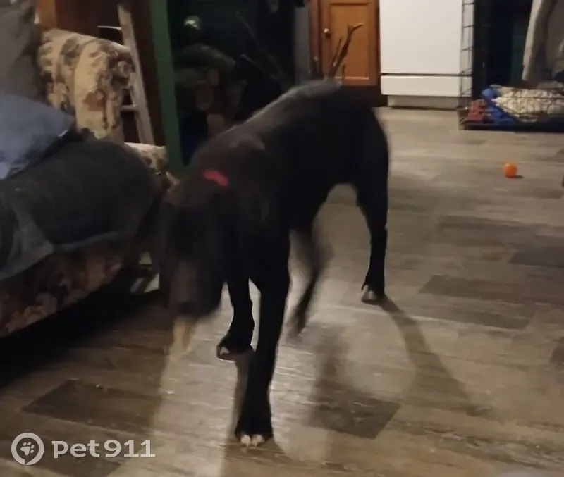 Lost Собака, Male, County Road 155, Gainesville - Cane Corso X - photo