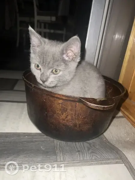 Зникле кошеня в Чернівцях: винагорода! - photo