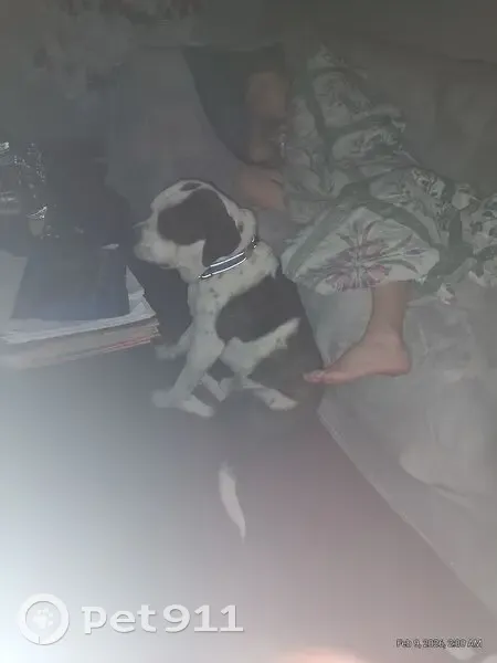 Lost Собака, Red Barn Road, 114, Hyndman, Arlington - male, brown and white, blue collar - photo