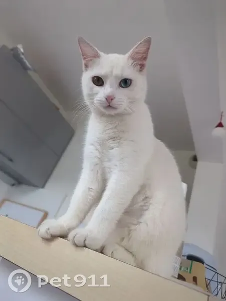 Perdu chat femelle, Rue Hélène Boucher, Le Havre - tout blanche avec des taches noires - photo