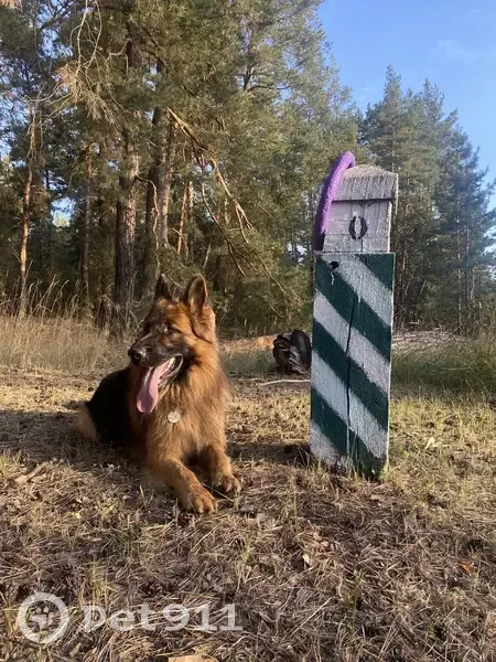 Зникла собака: допоможіть знайти друга! - photo