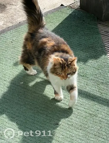 Lost Ginger Cat: Friendly & Slim in Manger - photo