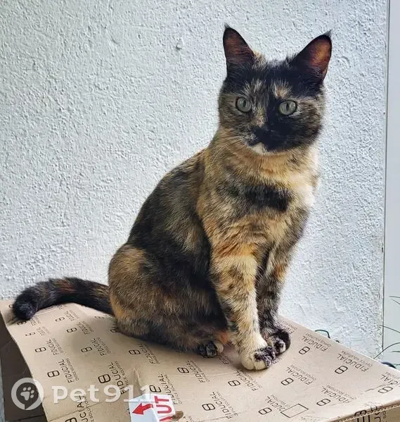 Perdu chat femme, Rue de Les Coves, 5, Perpignan - écaille de tortue stérilisée - photo