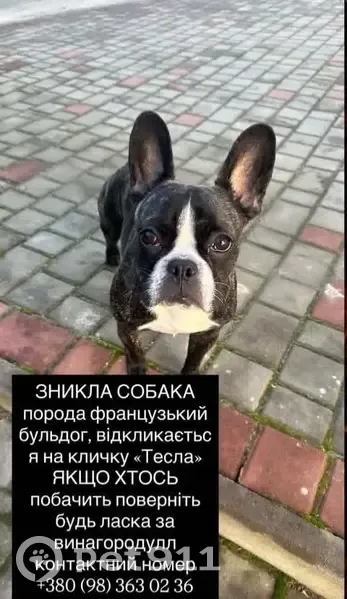 Зникла собака з особливою міткою в Городку - photo