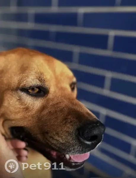 Cachorro perdido - photo