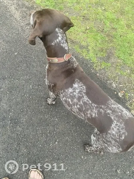 Lost Friendly Pointer on Hue Hue Rd - photo