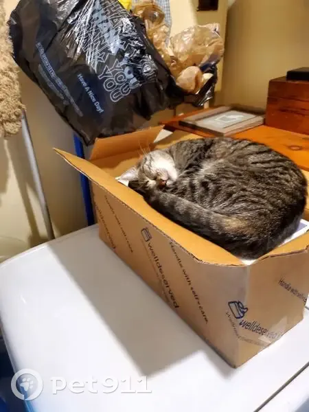 Lost Cat, Female, Rossmore Drive, 10, Fairborn - Dark Stripes and 'M' Mark - photo