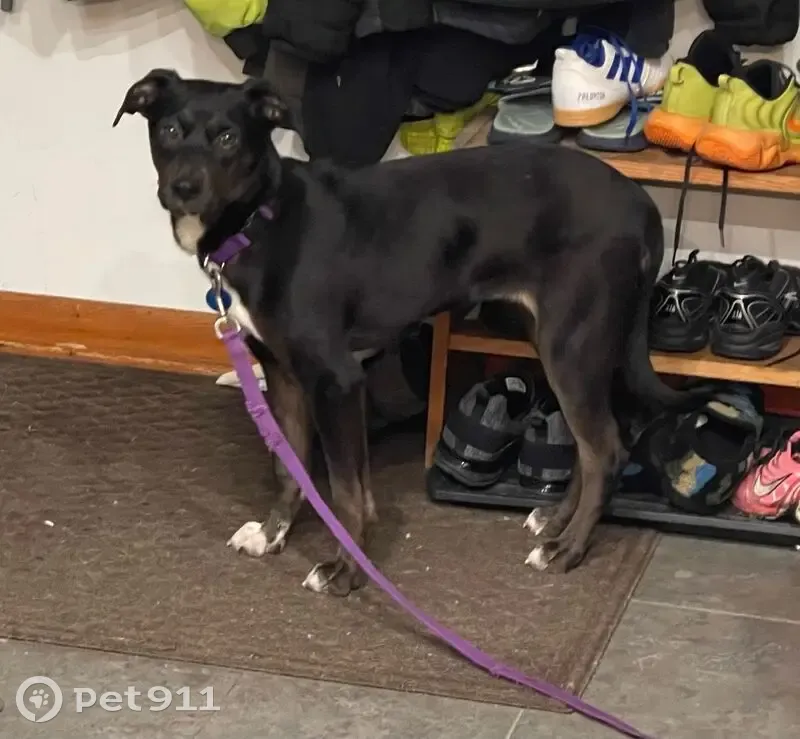 Lost Собака, Female, Vinland Street, 2904, Oshkosh - tri colored with purple collar - photo