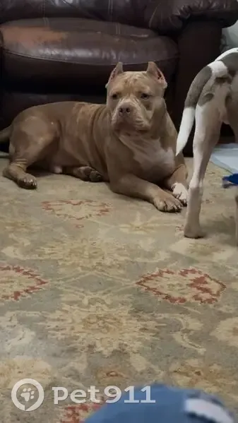 Lost Собака, Coosa River Road, 4298, Deatsville, Baton Rouge - brown bully - photo
