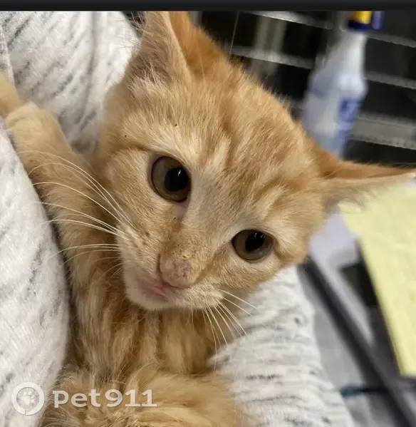 Lost Cat, Female, East Haycraft Avenue, 1709, Coeur d'Alene - orange tabby with a scar - photo