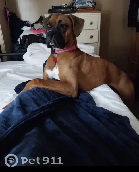 Lost Собака, Female, East Hazeldell Avenue, 504, New Castle - tan and white with a pink collar - photo