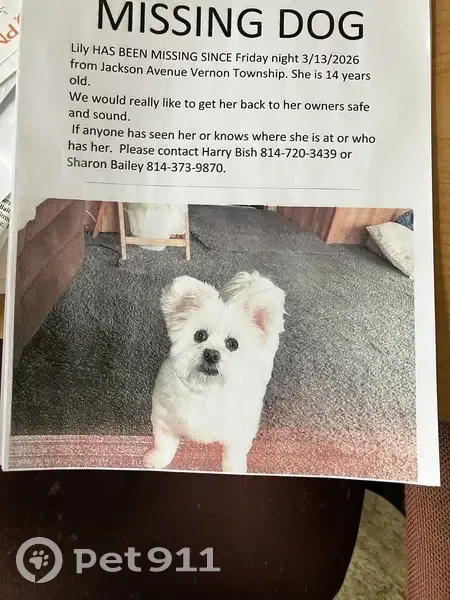 Lost Собака, Female, Jackson Avenue, 10854, Meadville - 14 year old maltise - photo