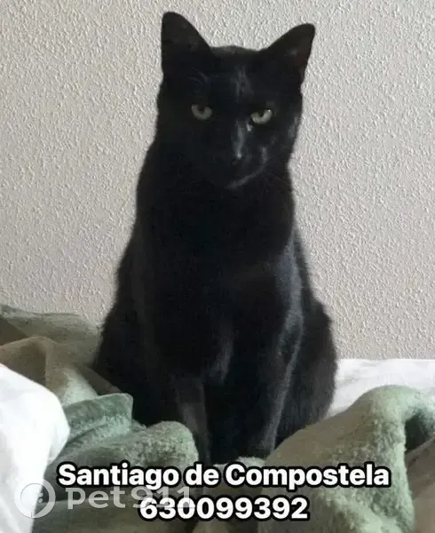 Gato Negro Perdido en Monte Pedroso - photo
